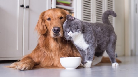 kat geeft kopjes aan hond terwijl ze wachten op eten